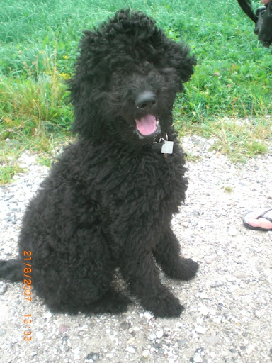 labradoodles fully grown. labradoodles fully grown. labradoodles fully grown.