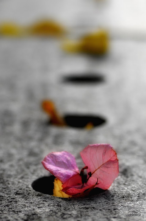photographe toulon