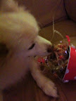 Posted via email from Perry the Birman