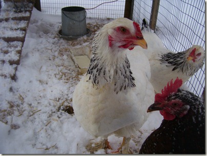 quilts, chickens, winter 015