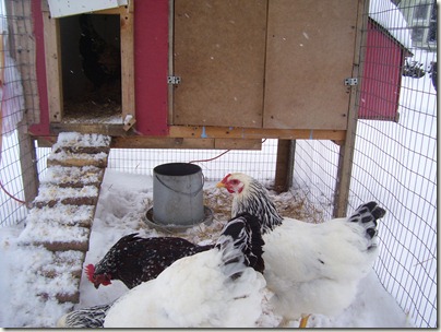 quilts, chickens, winter 017