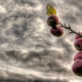 apples.jpg