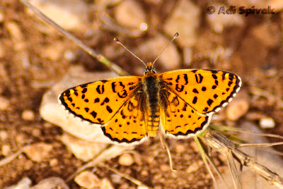 Butterfly Butterfly