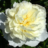 Blandat