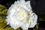 Luktpion 'Duchesse de Nemours'