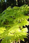 Japansk gyllenlönn

Acer shirashawanum 'Aureum'