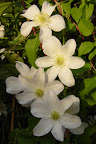 Praktklematis

Clematis 'Huldine'