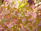 Japansk lönn

        Acer palmatum 'Oridono nishiki'