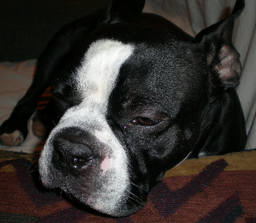 [sleepy guy eddie[2].png]