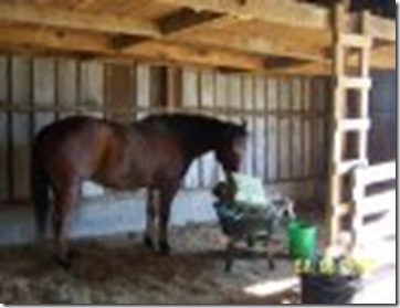 horse eating hay