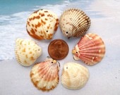 [shells pixie supplies[3].jpg]