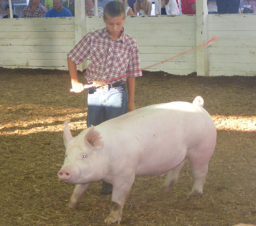 [parker with pig at fair[3].png]