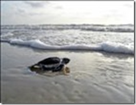 zThumb_sea-turtle-hatchling-gulf-b(1)
