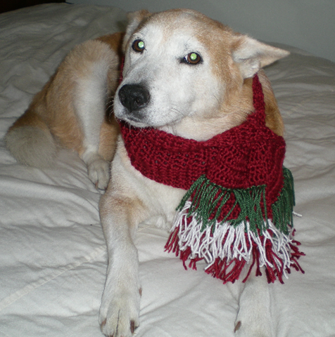 [daisy in christmas doggy scarf[2].png]