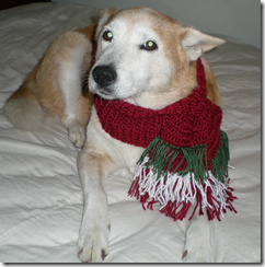 daisy in christmas doggy scarf