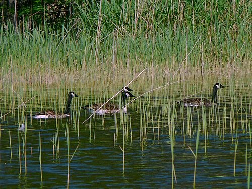 [canadian-geese-swimming[2].jpg]