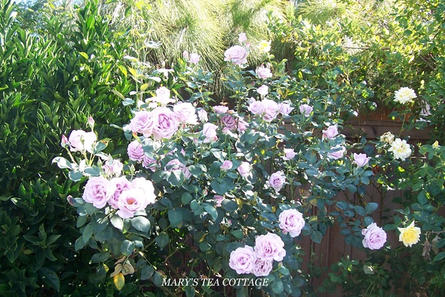 [lavender rose bush[4].jpg]