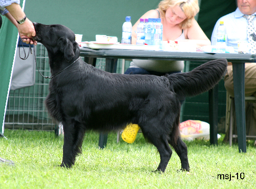 chk-hannhund8.jpg