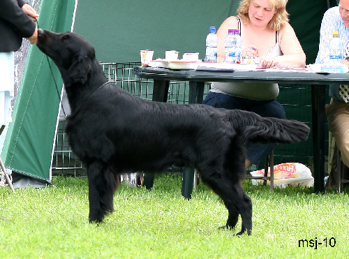 chk-hannhund.jpg