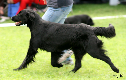 chk-hannhund3(1).jpg