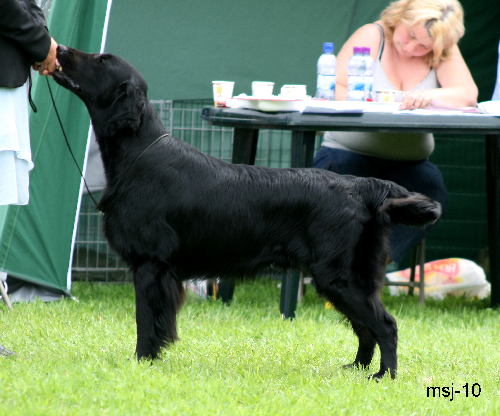 chk-hannhund.jpg