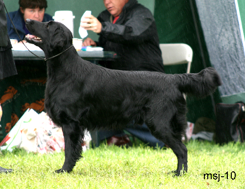 chk-hannhund6.jpg