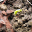 Snap Pea 'Cascadia' 