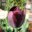 Tulip - Queen of Night 