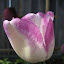 Tulip - Shirley