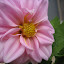 Dahlia 'Hello Pink'
