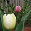 Tulip - Wendy Love