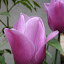 Tulip - Barcelona