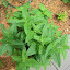 Bee Balm