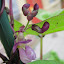 Bean (Pole) 'Purple Peacock'