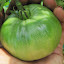 Tomato 'Marianna's Peace'
