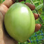 Tomato 'Amish Paste'