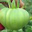 Tomato 'Orange Strawberry'