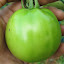 Tomato 'Mandarin Cross'