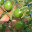 Tomato 'Blondkopfchen'