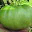 Tomato 'Aunt Ruby's German Green' 