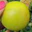 Tomato 'Jaunne Flamme'