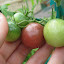 Tomato 'Black Cherry' (Pruned) 