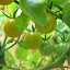 Tomato 'Cerise Orange'