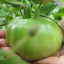 Tomato 'Cherokee Purple'