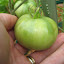 Tomato 'Belgian Giant'