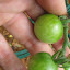 Tomato 'Gardener's Delight' 