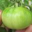 Tomato 'Hillbilly'