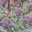 Broccoli 'Cardinal'