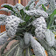 Kale 'Black Palm'