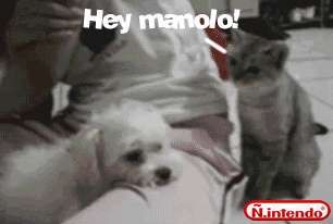 gatos